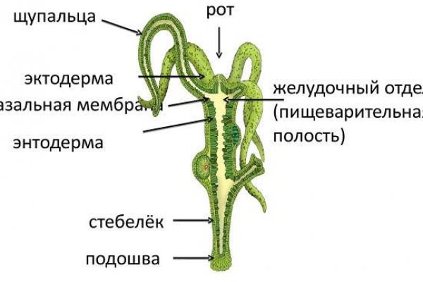 Кракен последние ссылки